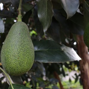Aguacate