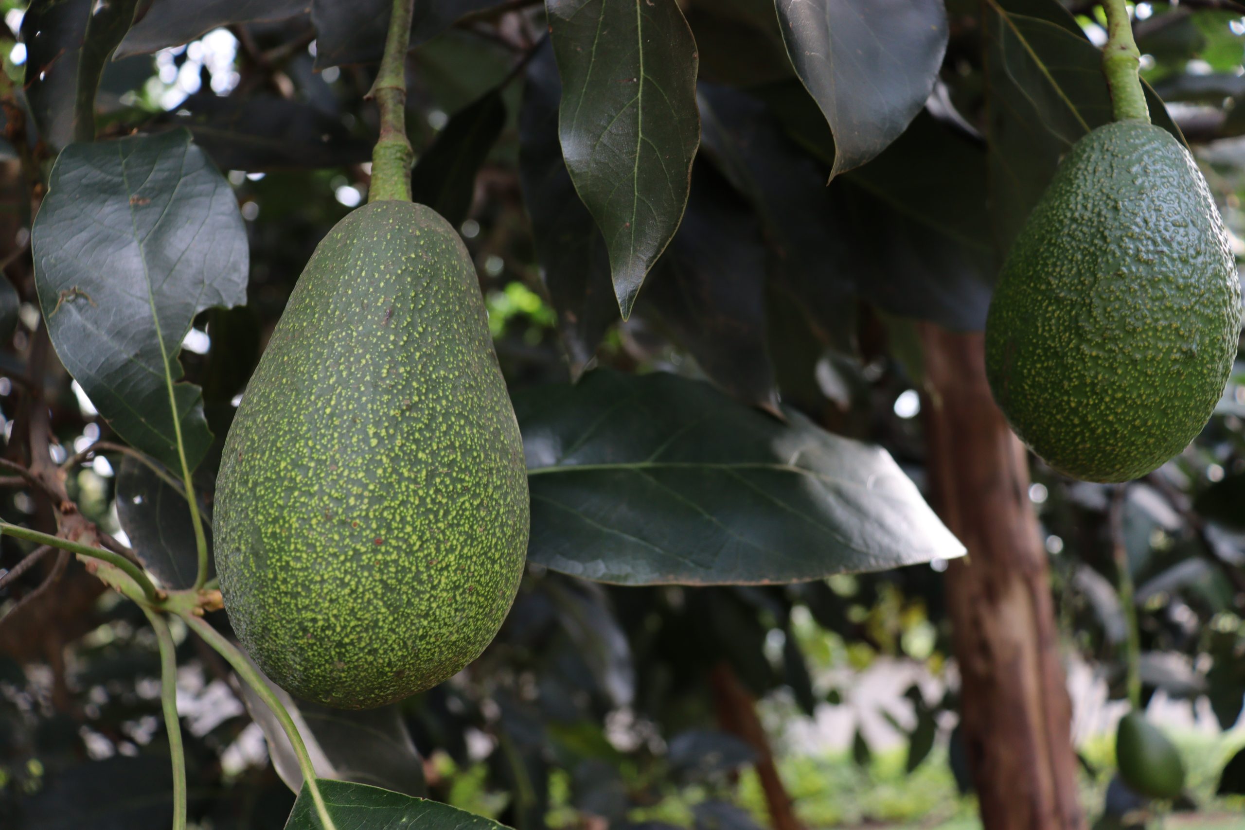 Aguacate