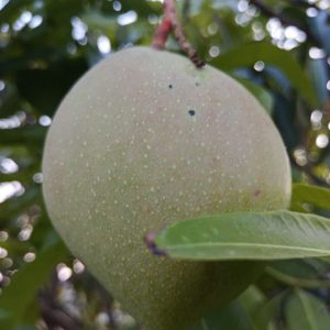 Mango