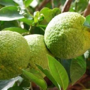 Naranja Agria