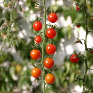 Tomate