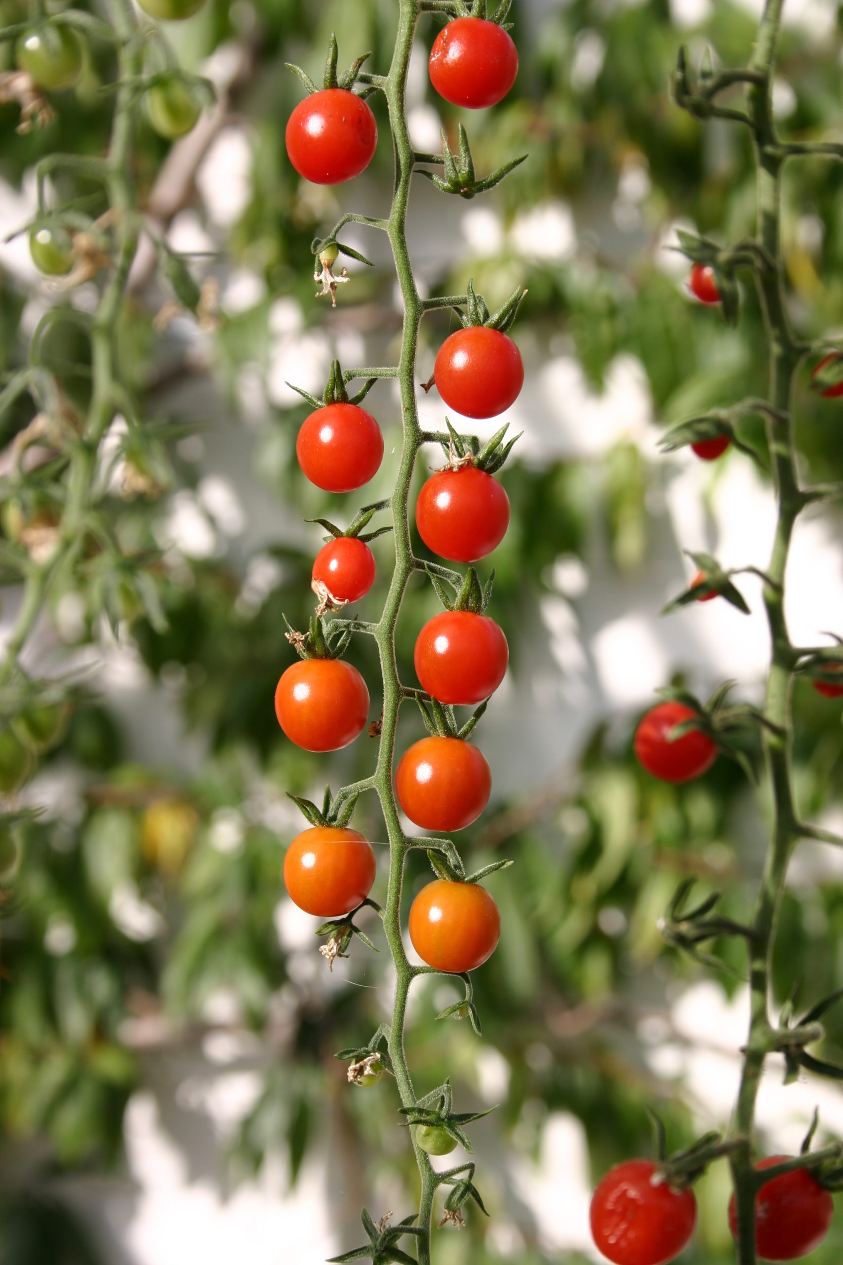 Tomate
